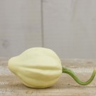 acorn squash