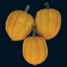 winter squash