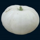hopi indian winter squash