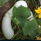 winter squash