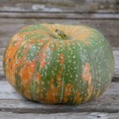 winter squash