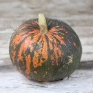 winter squash