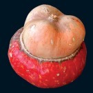 turban squash