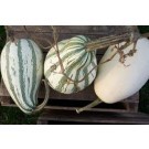 winter squash