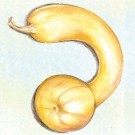 crookneck winter squash
