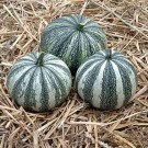 winter squash