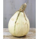 winter squash