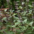 5_african_blue_basil.small