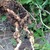 Root_knot_nematodes.small