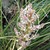 Grass_bloom.small