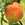 Peach_and_nectarine_prunus_persica-1