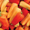 Peppers_capsicum_annuum_chablis_hybrid.thumb