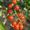 Tomatoes_lycopersicon_esculentum_jasper_hybrid_cherry.thumb