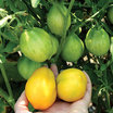 Tomatoes_lycopersicon_esculentum_lemon_tree.thumb