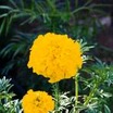 Marigolds_tagetes_erecta-1
