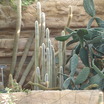 Pc040395cactus.thumb