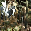 Pc040397_cactus2.thumb