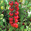 Tomatoes_lycopersicon_esculentum_nectar_hybrid.thumb