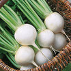 Turnip_brassica_rapa_white_ball_hybrid.thumb