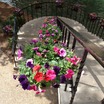 Petunias_on_rw.thumb
