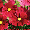 Cosmos_cosmos_bipinnatus_rubenza.thumb