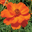Cosmos_cosmos_sulphureus_towering_orange.thumb