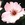 Antiques: Rosa 'Dainty Bess'