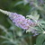 Butterfly_bush.small