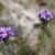 Prarie_verbena.small