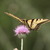 Swallowtail_on_thistle.small
