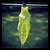 Butterfly_chrysalis_instagram.small
