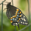 P5259191butterfly_emerging.thumb