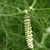 P5129085swallowtail_caterpillar.small