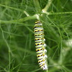 P5129085swallowtail_caterpillar.thumb