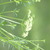 Parsley_in_bloom.small