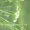 Parsley_in_bloom.thumb