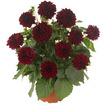 Dahlias_dahlia_dahlinova_hypnotica_dark_knight.thumb