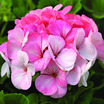 Geraniums_pelargonium_hortorum_pinto_premium_white_to_rose.thumb