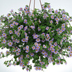 Perennials_sutera_cordata_boutique_tie-dye_blue.thumb