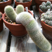 Cacti_and_succulents_mammillaria_pilcayensis.thumb