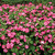 Impatiens_impatiens_walleriana_stars_aligned_hybrid.small
