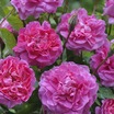 Modern_roses_rosa_england_s_rose_auslounge.thumb