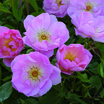 Modern_roses_rosa_the_lady_s_blush_ausoscar.thumb