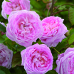 Modern_roses_rosa_queen_anne_austruck.thumb