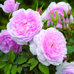 Modern_roses_rosa_lady_salisbury_auscezed.thumb