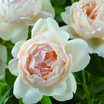 Modern_roses_rosa_wollerton_old_hall_ausblanket.thumb