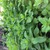 Mint.small