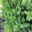 Mint.thumb