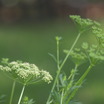 P3319067parsley.thumb