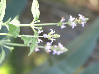 Sage